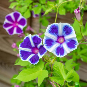 SPROUTARAQ Ipomoea Nil vine with vibrant blooms for small-space gardens.