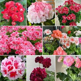 SPROUTARAQ Luster Mix geranium seeds deliver vibrant mixed blooms for sunny garden beds.