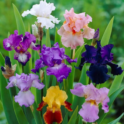 SPROUTARAQ Millennium Falcon iris bloom in lavender and white for striking borders.