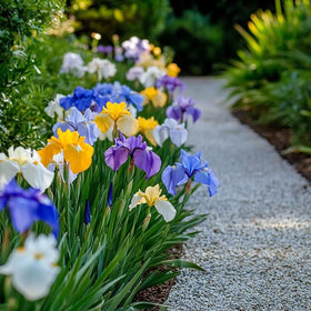 SPROUTARAQ Millennium Falcon iris features chaos-striped petals for dramatic effect.