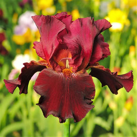 SPROUTARAQ Millennium Falcon iris falls display royal violet contrasts with crisp white petals.