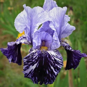SPROUTARAQ Millennium Falcon iris tall standards show soft lavender and blue hues.