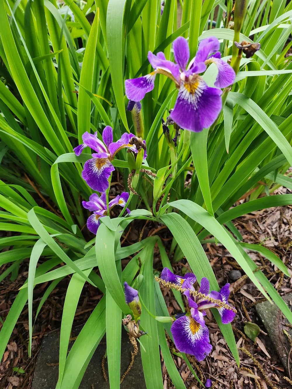 SPROUTARAQ Millennium Falcon iris yellow beards add sunny detail.