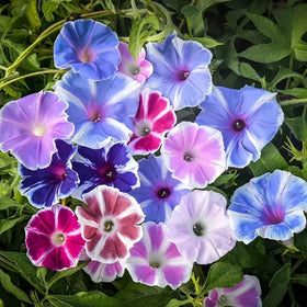 SPROUTARAQ Morning Glory blue Heavenly Blue blooms on a trellis for vivid summer color.
