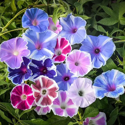 SPROUTARAQ Morning Glory blue Heavenly Blue blooms on a trellis for vivid summer color.