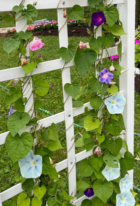 SPROUTARAQ Morning Glory pink blooms climb a fence, adding cheerful garden accents.