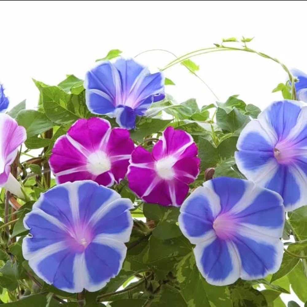 SPROUTARAQ Morning Glory purple bloom enhances a sunny garden bed.