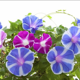SPROUTARAQ Morning Glory purple bloom enhances a sunny garden bed.