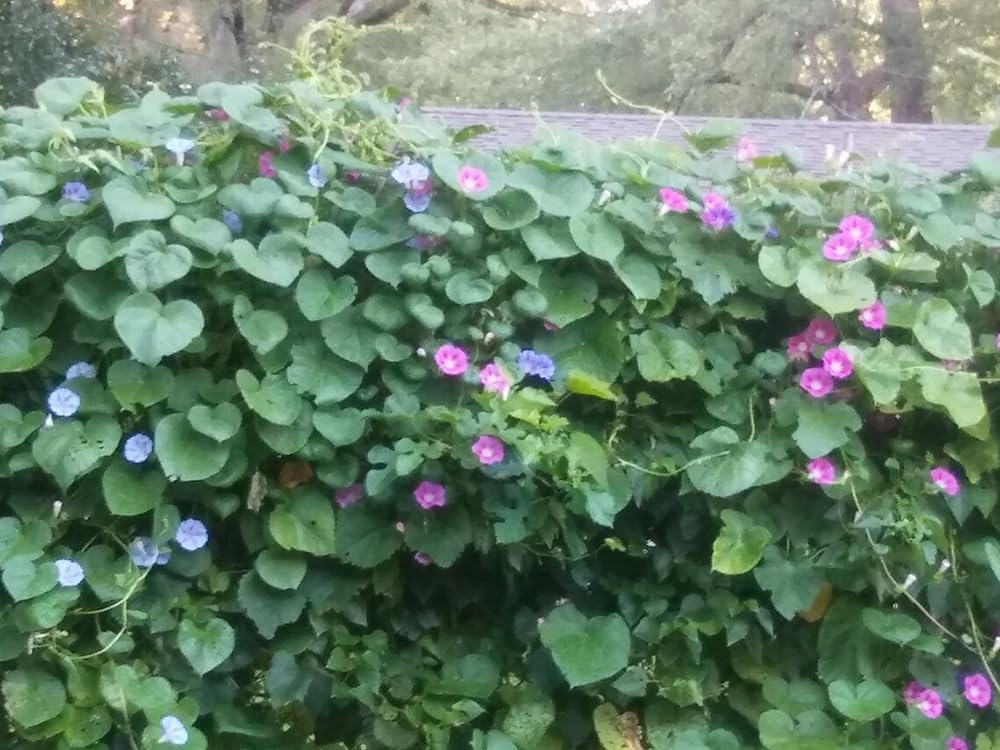 SPROUTARAQ Morning Glory white flowers brighten a trellis in summer.
