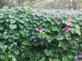 SPROUTARAQ Morning Glory white flowers brighten a trellis in summer.