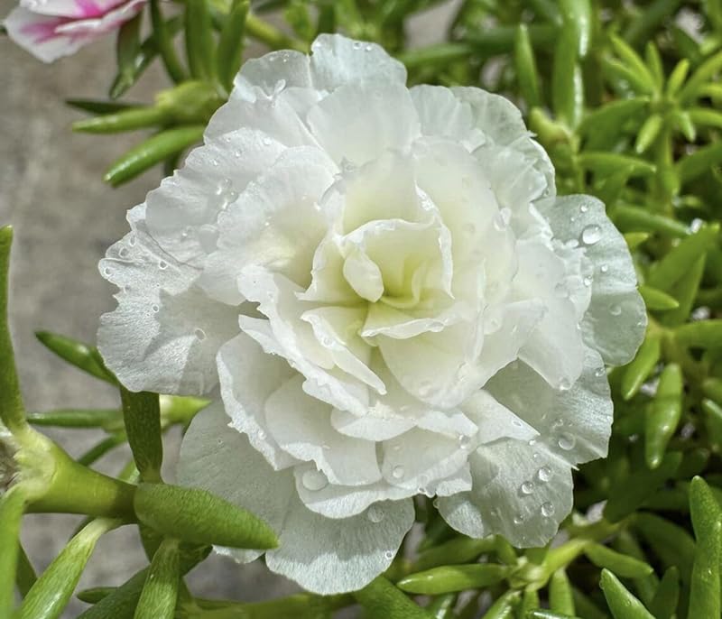 SPROUTARAQ portulaca doubles blooms closeup showing rich color mix.