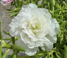SPROUTARAQ portulaca doubles blooms closeup showing rich color mix.