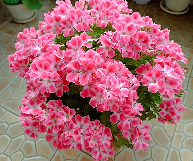 SPROUTARAQ multi-color flower clusters brighten summer landscapes and attract pollinators.