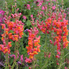 SPROUTARAQ orange snapdragon flower cluster adds dramatic color to borders.