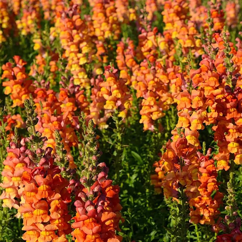 SPROUTARAQ orange snapdragon seeds pack ready to grow vibrant blooms in your garden.