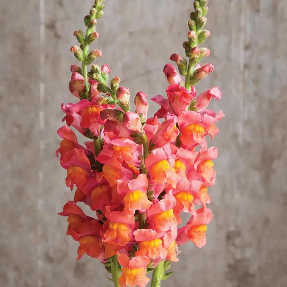 SPROUTARAQ patio containers thrive with orange snapdragons in pots.