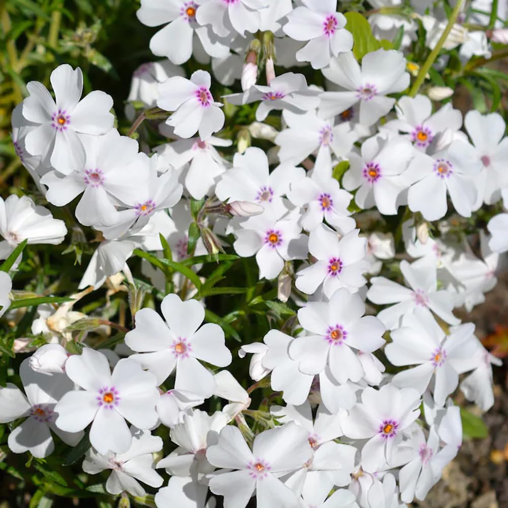SPROUTARAQ phlox seeds creating a lush garden carpet for borders.