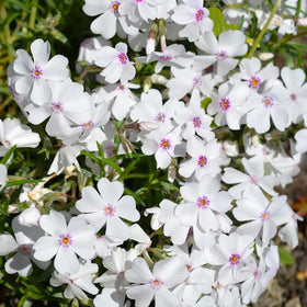 SPROUTARAQ phlox seeds creating a lush garden carpet for borders.