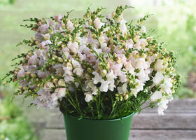 SPROUTARAQ Pollinator-attracting snapdragons inviting bees for a lively outdoor space
