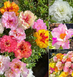 SPROUTARAQ Moss Rose seeds packet for sunny borders with vibrant color.