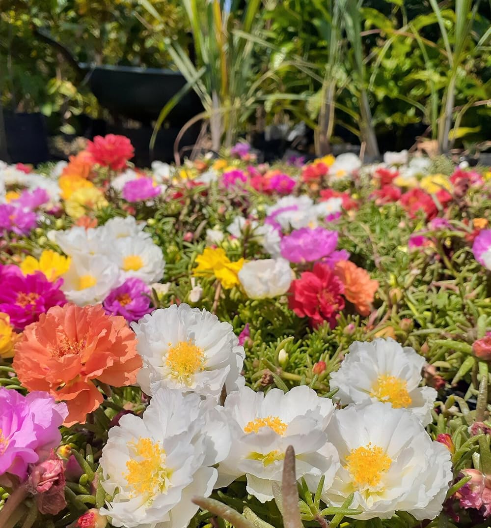 SPROUTARAQ self-seeding portulaca may reseed next season.