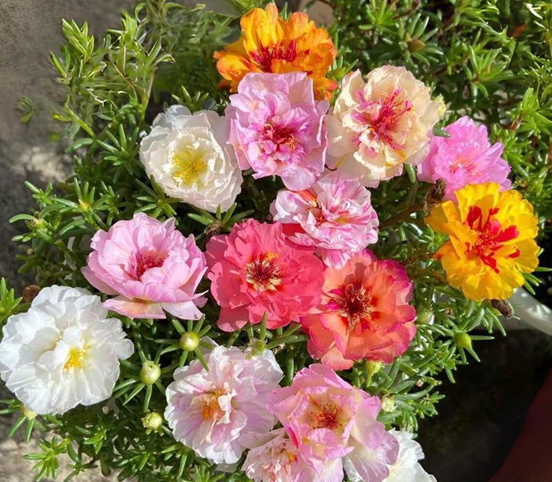 SPROUTARAQ portulaca sun-loving garden scene highlights heat tolerance.