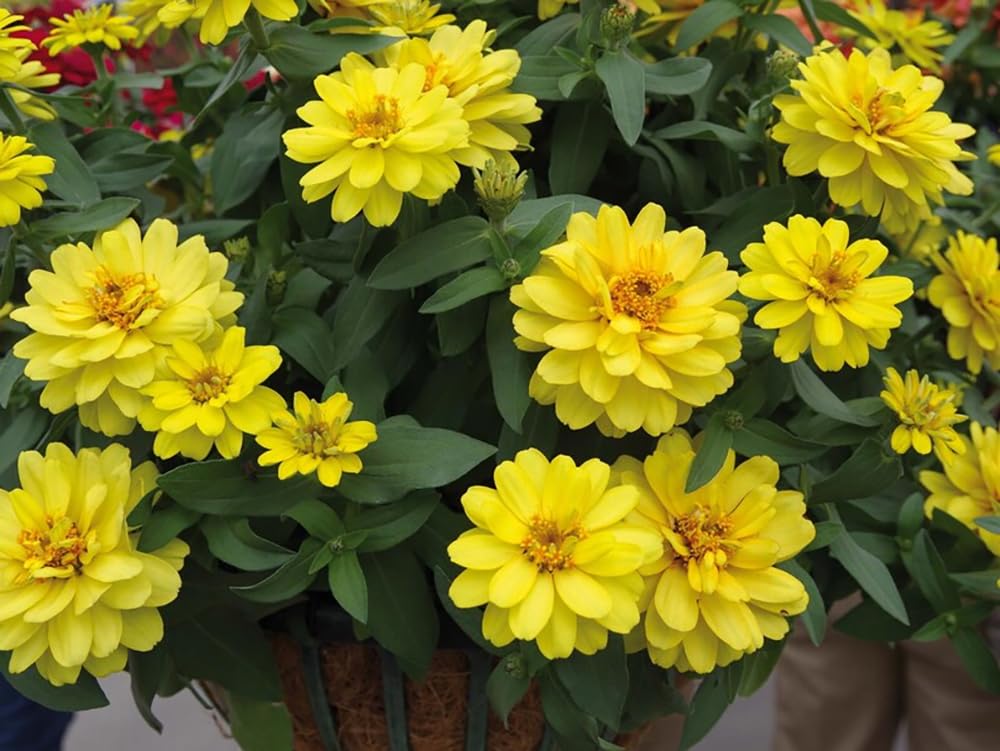 SPROUTARAQ Profusion Double Yellow Zinnia bloom for vibrant garden color and pollinators.