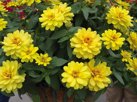 SPROUTARAQ Profusion Double Yellow Zinnia bloom for vibrant garden color and pollinators.