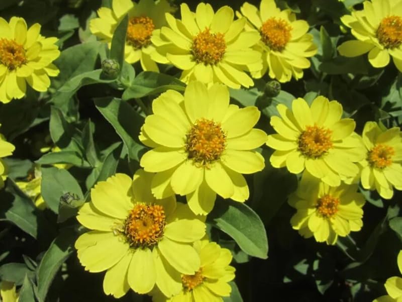 SPROUTARAQ Profusion Double Yellow Zinnia flower in full sun border display.