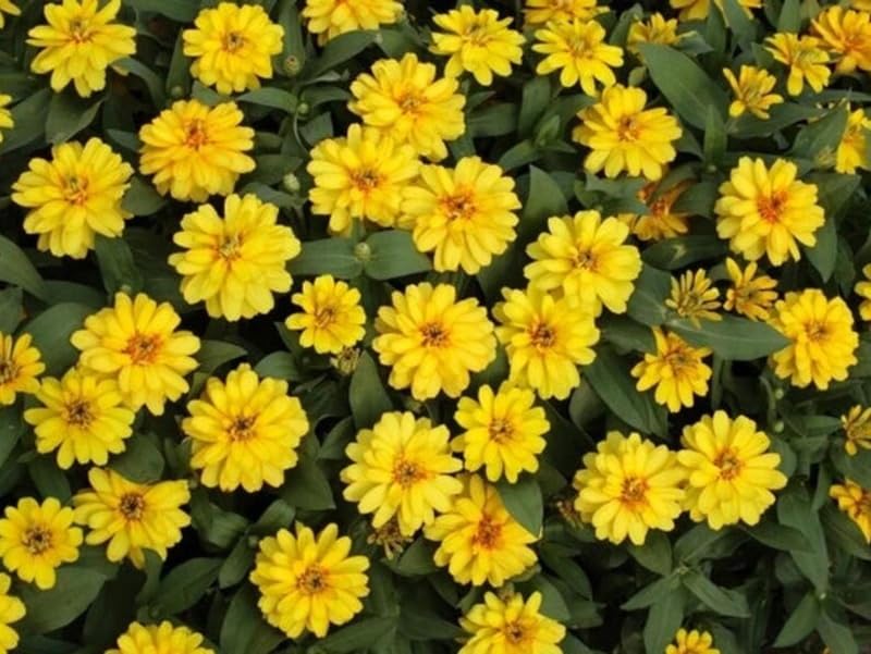 SPROUTARAQ Profusion Double Yellow Zinnia seedling ready for direct sow in spring.