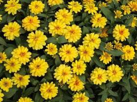 SPROUTARAQ Profusion Double Yellow Zinnia seedling ready for direct sow in spring.