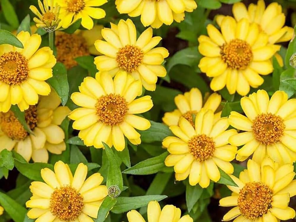 SPROUTARAQ Profusion Double Yellow Zinnia tall, dramatic bloom in garden beds.