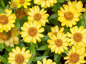 SPROUTARAQ Profusion Double Yellow Zinnia tall, dramatic bloom in garden beds.