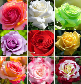 SPROUTARAQ rare rose seeds mix in a compact pack ready to inspire colorful gardens.