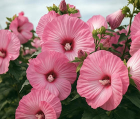 SPROUTARAQ Rose Mallow bloom close-up shows vivid pink petals for borders