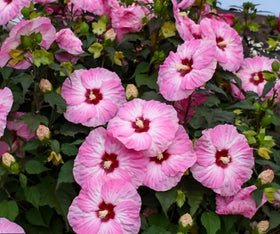 SPROUTARAQ Rose Mallow seedling in pot with compact growth for containers