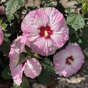 SPROUTARAQ Hibiscus flowers in pink tones with dark centers