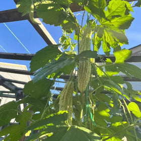 SPROUTARAQ seed soak prep improves germination for faster sprouts