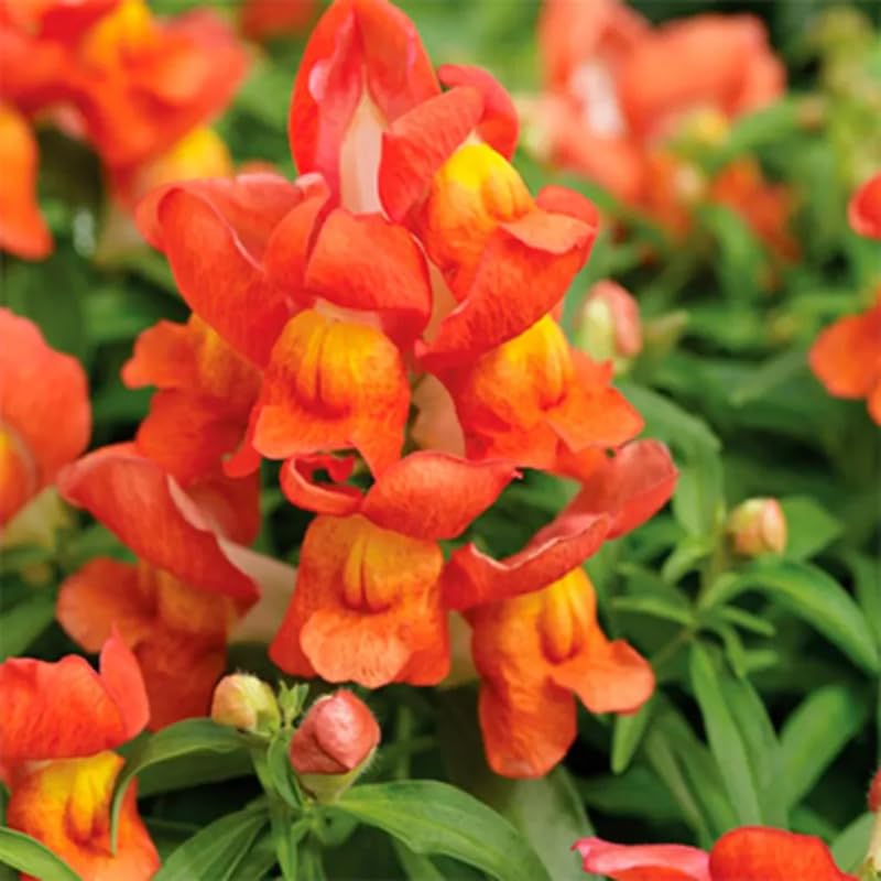 SPROUTARAQ tall-spire orange snapdragons create vertical interest in beds.
