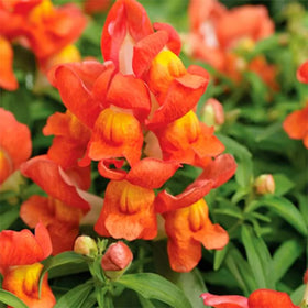 SPROUTARAQ tall-spire orange snapdragons create vertical interest in beds.