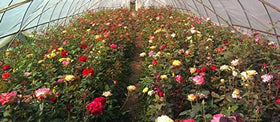 SPROUTARAQ sowing seeds in well-draining soil supports steady seedling growth.
