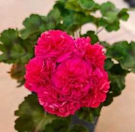 SPROUTARAQ summer-blooming geraniums provide long-lasting color for seasonal displays.