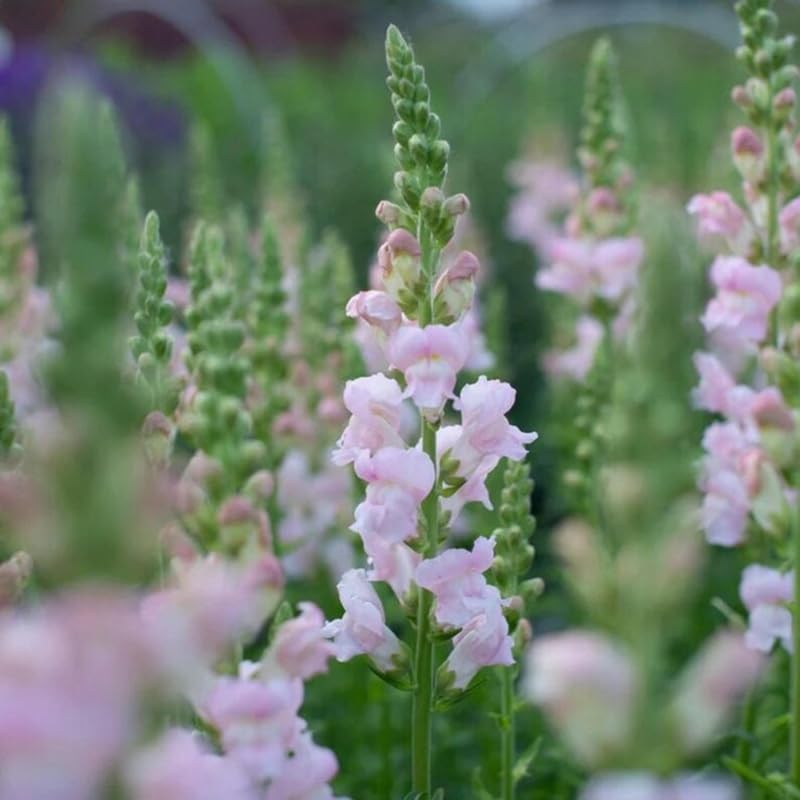 SPROUTARAQ Sunset bloom closeup highlighting Costa Silver dragon-mouth blooms for focal beds