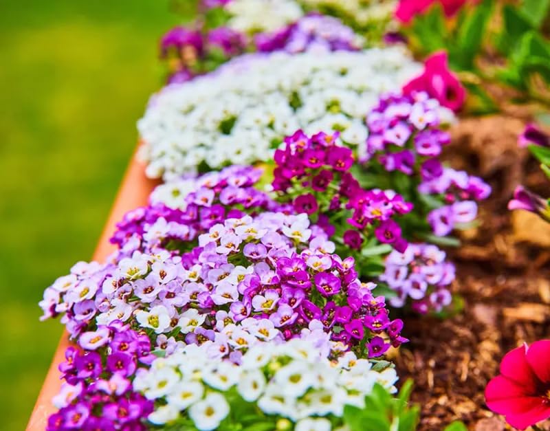 SPROUTARAQ Sweet Alyssum close-up flowers show fragrance.