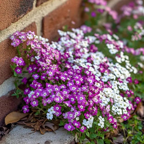 SPROUTARAQ Sweet Alyssum mix dense groundcover planting.