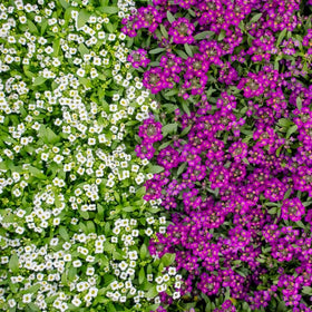Sproutaraq Sweet Alyssum seeds: container garden display with fragrant blooms