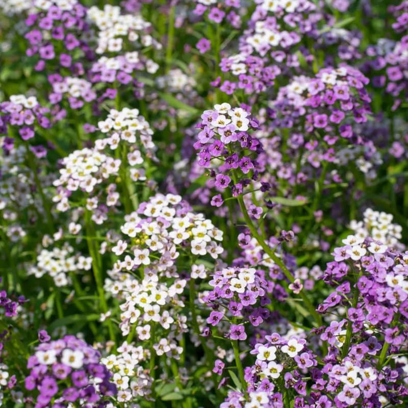 Sproutaraq Sweet Alyssum seeds: attracts pollinators in sunny beds