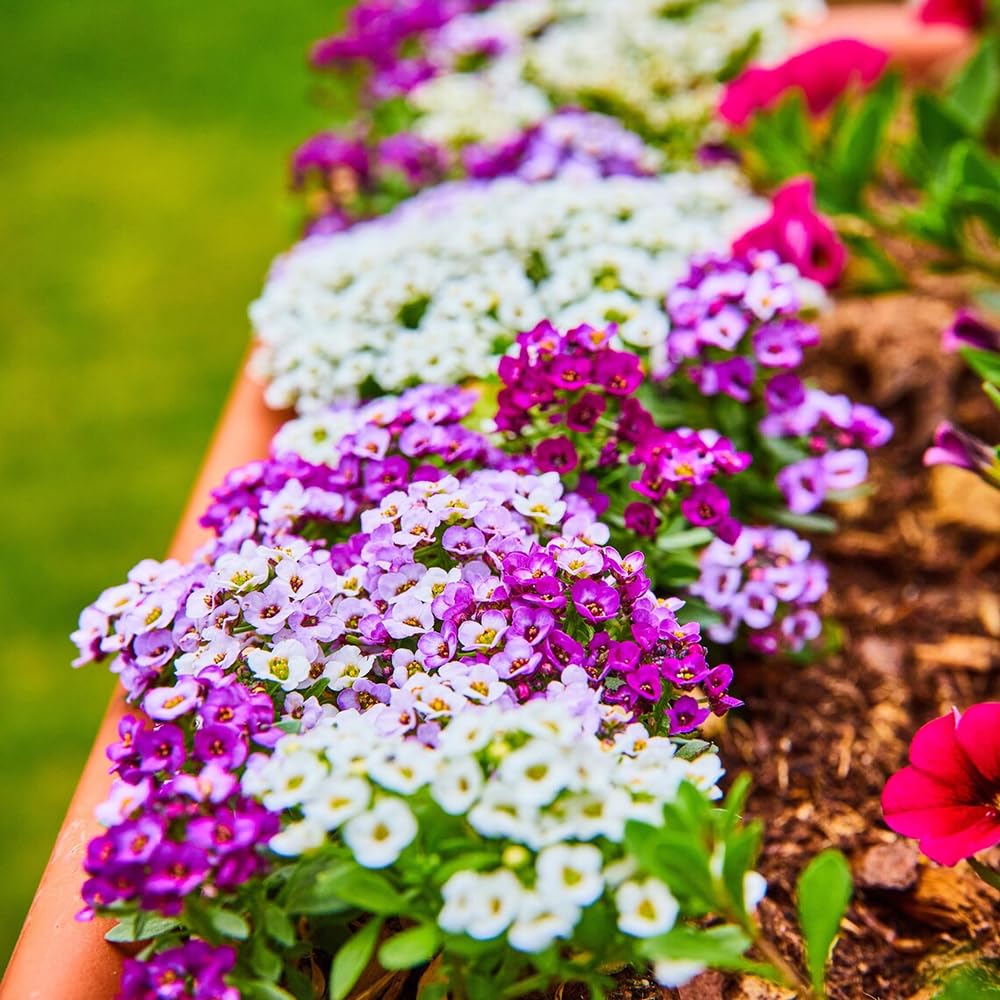 Sproutaraq Sweet Alyssum seeds: dense ground cover in a sunny bed, 6 inch height