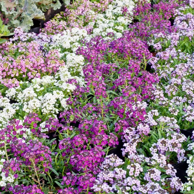 Sproutaraq Sweet Alyssum seeds: 75-day maturity for quick seasonal color