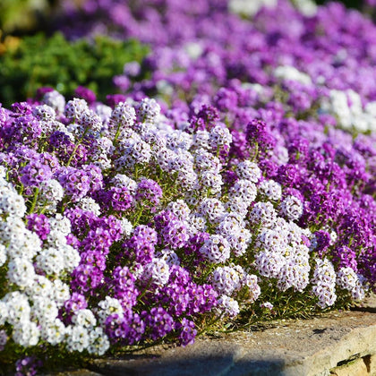 Sproutaraq Sweet Alyssum seeds: purple blooms close-up, fragrant ground cover for borders